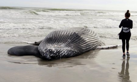 Expert opinions collide over the alarming rise in whale deaths