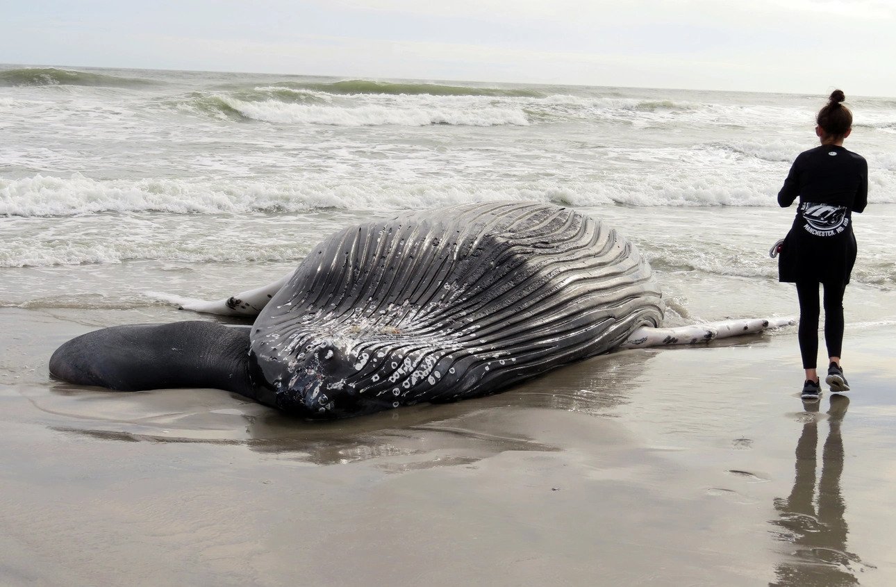 Expert opinions collide over the alarming rise in whale deaths