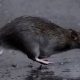 The Shocking Truth About Rats in New York City - COVID Lurking in Unexpected Places