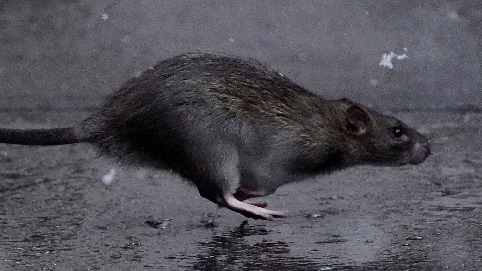 The Shocking Truth About Rats in New York City - COVID Lurking in Unexpected Places