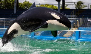 Heartbreak in the Deep: Beloved Orca 'Lolita' Passes Away Unexpectedly