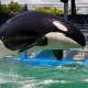 Heartbreak in the Deep: Beloved Orca 'Lolita' Passes Away Unexpectedly