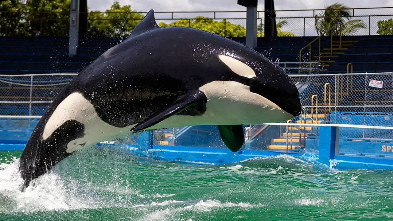 Heartbreak in the Deep: Beloved Orca 'Lolita' Passes Away Unexpectedly